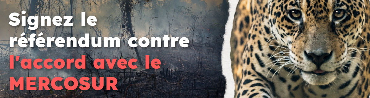 référendum MERCOSUR